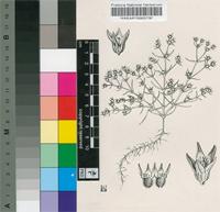 Scleranthus annuus L.