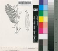 Acacia pilispina Pic.Serm.