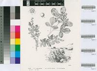 Rhus zeyheri Sond.