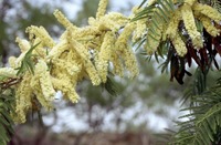 Acacia caffra (Thunb.) Willd.