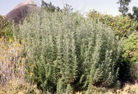 Artemisia afra Jacq. ex Willd.