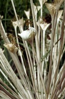 Boophone disticha (L.f.) Herb.