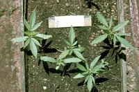Cannabis sativa L.