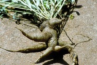 Eriosema pauciflorum Klotzsch