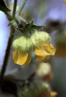 Hermannia althaeifolia L.