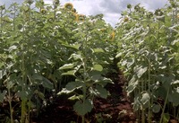 Helianthus annuus L.