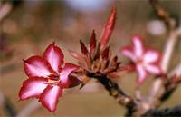 Adenium obesum (Forssk.) Roem. & Schult. var. multiflorum (Klotzsch) Codd