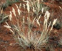Schmidtia pappophoroides Steud.