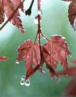 Acer palmatum Thunb.