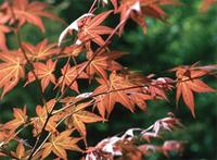 Acer palmatum Thunb.