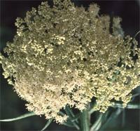 Buddleja saligna Willd.