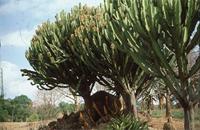 Euphorbia ingens E.Mey. ex Boiss.