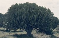 Euphorbia ingens E.Mey. ex Boiss.