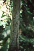 Dracaena aletriformis (Haw.) Bos