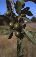 Diospyros mespiliformis Hochst. ex A.DC.