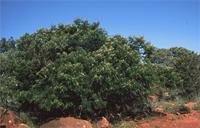 Acacia ataxacantha DC.