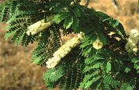 Acacia burkei Benth.