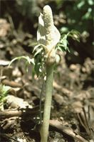 Gonatopus angustus N.E.Br.