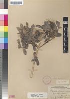 Holotype of Pavetta albanensis Bremek. [family RUBIACEAE]