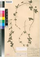 Isosyntype of Dalechampia kirkii Prain [family EUPHORBIACEAE]