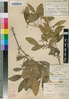 Isotype of Linociera marlothii Knobl. [family OLEACEAE]