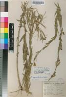 Isotype of Epilobium karsteniae Compton [family ONAGRACEAE]