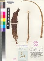 Isotype of Aloe excelsa A.Berger var. breviflora L.C.Leach [family ASPHODELACEAE]
