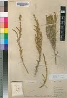 Holotype of Arthrocnemum littoreum Moss [family CHENOPODIACEAE]