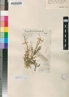 Isotype of Sisymbrium burchellii DC. var. burchellii [family BRASSICACEAE]