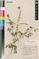 Holotype of Cleome breyeri Burtt Davy [family CAPPARACEAE]