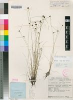 Filed as Lipocarpha nana (A.Rich.) Cherm. [family CYPERACEAE]