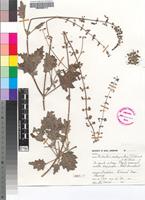 Isotype of Plectranthus porphyranthus T.J.Edwards & N.R.Crouch [family LAMIACEAE]