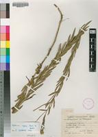 Isotype of Epilobium karsteniae Compton [family ONAGRACEAE]