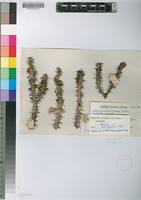 Isoneotype of Euphorbia griseola Pax subsp. griseola [family EUPHORBIACEAE]