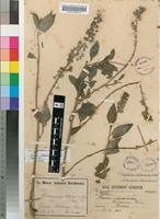 Isotype of Phytolacca nutans H.Walter [family PHYTOLACCACEAE]
