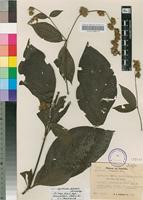 Isotype of Cyathula divulsa Suess. [family AMARANTHACEAE]