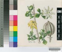 Rothmannia capensis Thunb.