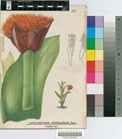 Haemanthus natalensis Pappe ex Hook.