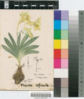 Freesia sparrmannii (Thunb.) N.E.Br.