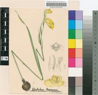 Gladiolus pritzelii Diels