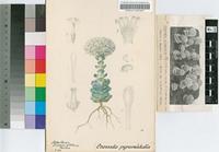 Crassula columnaris sensu H.Jacobsen, Friedrich