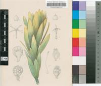 Leucadendron humifusum E.Phillips