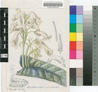 Streptocarpus vandeleurii Baker f. & S.Moore