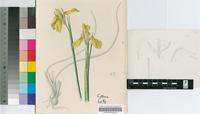 Moraea balenii Stent