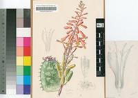 Aloe grandidentata Salm-Dyck