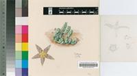 Piaranthus geminatus (Masson) N.E.Br. var. geminatus