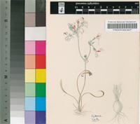Pelargonium longifolium (Burm.f.) Jacq. var. longiflorum (Jacq.) Harv.