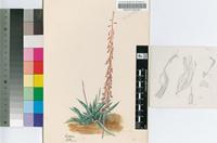 Gasteria pulchra (Aiton) Haw.