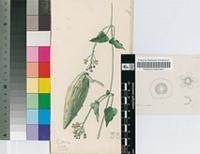Pentarrhinum insipidum E.Mey.
