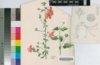 Hibiscus praeteritus R.A.Dyer